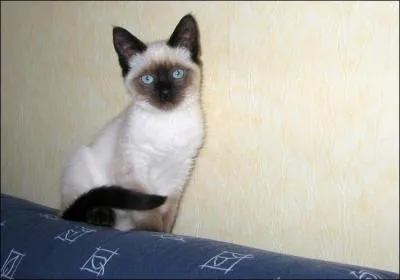 Quel est le caractère du Siamois ?