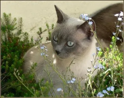 Quelle est la particularité du Siamois ?
