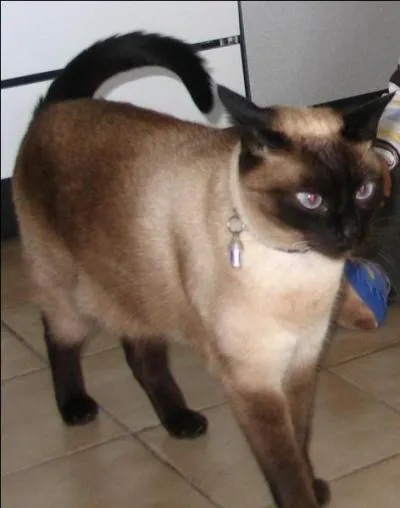 La durée de vie moyenne des Siamois se situe entre...