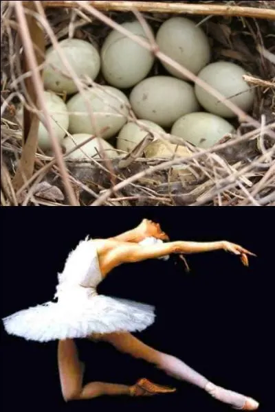 À qui sont ces ufs ?