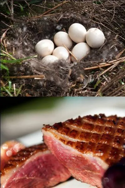 À qui sont ces ufs ?