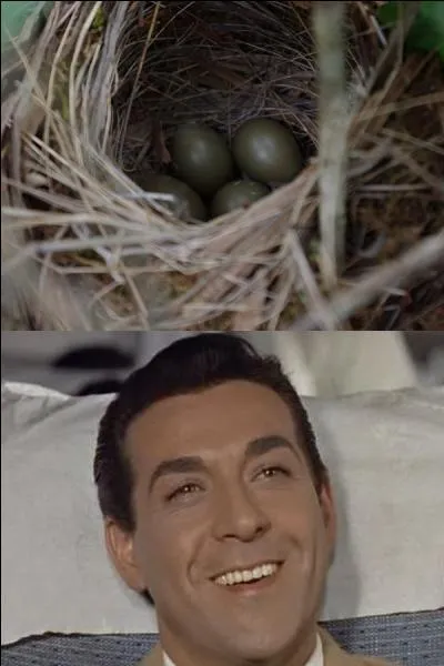 À qui sont ces ufs ?