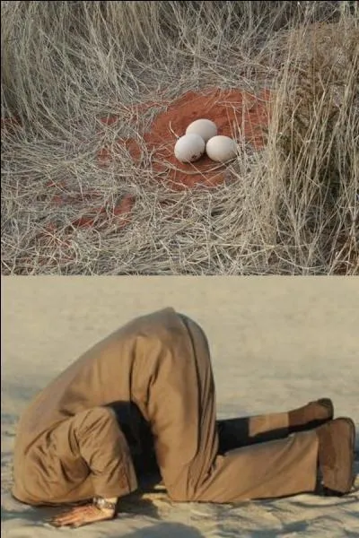 À qui sont ces ufs ?