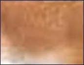 Délicate couleur d'un blanc roussâtre.