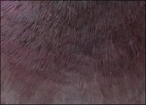 Teintes de rouge à violet, irisées, brillantes pour des tissus chatoyants.