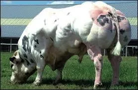 Cette race de bovins est belge et leurs poils blancs sont mélangés d'un bleu-gris ardoise, foncé. Comment les nomme-t-on ?