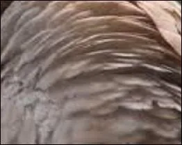 Quand le gris, délicat, est légèrement rosé, on parlera de --------