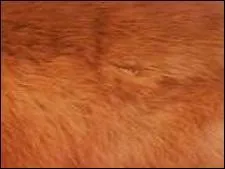 D'un bel ocre, orangé à roux, ou tirant sur le roux, il s'agit du pelage --------.