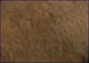 C'est une couleur tabac-jaune, et l'animal dont on en tire le nom produit un poil renommé pour de magnifiques vêtements.