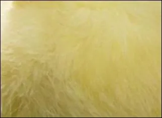 Quand la couleur elle-même paraît duveteuse, claire et douce, nous pensons au ------.