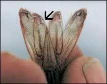 Parmi ces animaux, lesquels peuvent être victimes du syndrome de Taura ?