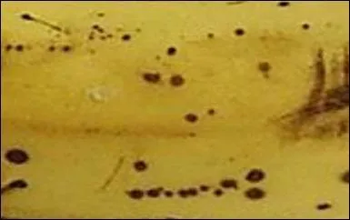 Pour un jaune bruni et profond qui vous donnera la --------.