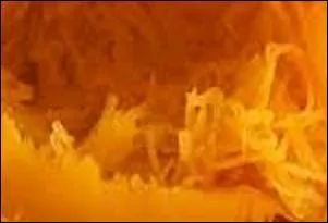 Couleur tirant plus sur le jaune pour un orange moyen. Un régal pour les yeux avant celui des papilles, en soupe, fricassées et flans.