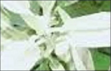 On en parle pour désigner un vert-gris doux.