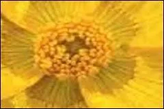 Joli jaune, lumineux, qui porte le nom de la couleur de la fleur de même nom.