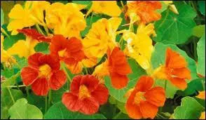 C'est un rouge lumineux, légèrement orangé, qui est l'une des couleurs déclinées par cette fleur.