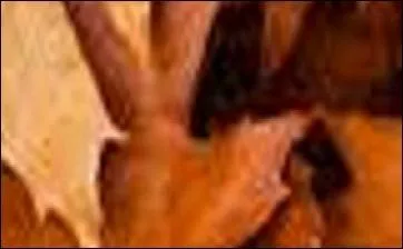 Les déclinaisons de couleurs se font entre brun-roux un peu terne, noisette rougeâtre, couleur -----.