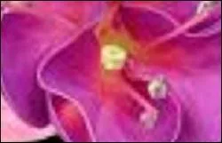 Il s'agit du champ chromatique rose et les nuances se déclinent entre rose bonbon et pourpre.