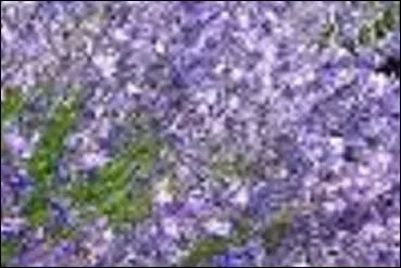 Bleu-mauve clair et... odorant.