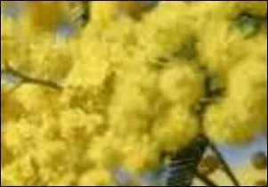 Jaune clair, chaud mais doux pour une plante sensitive.