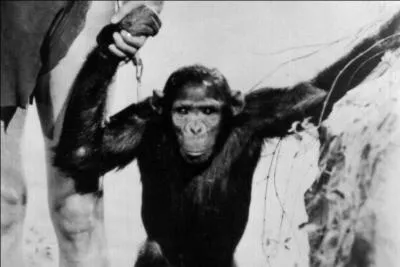 Une citation de Coluche, pour vous aider : Bonjour ..., moi ..., toi bonjour. Il est con hein ! Mais c'est un singe !