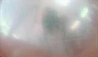 Les teintes se déclinent du gris doux neutre à très légèrement verdâtre, avec un certain éclat blanc, et elles sont très prisées en décoration.