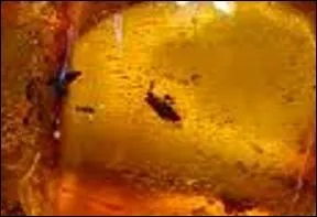 Ce jaune profond, parfois doré ou rougeâtre, implique la transparence.