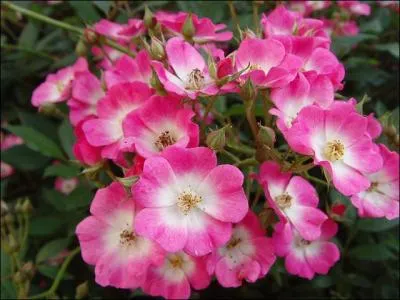 Comment s'appelle cette fleur ?