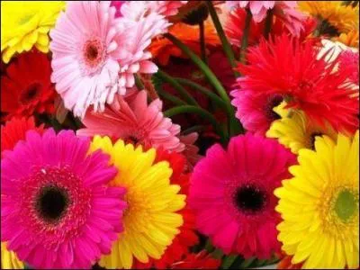 Comment s'appelle cette fleur ?