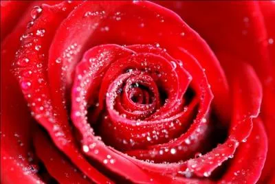 Comment s'appelle cette fleur ?