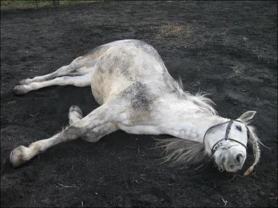 'Quand mon corps sur ton corps, lourd comme un cheval mort. ' De qui sont ces paroles ?