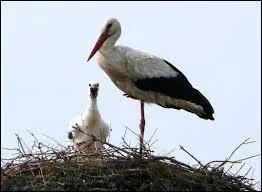 Quel est le bébé de la cigogne ?