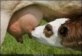 Quel est le bébé de la vache ?