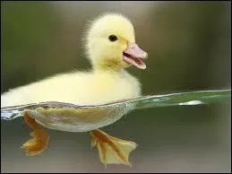 Quel est le bébé du canard ?