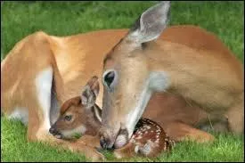 Quel est le bébé du cerf ?