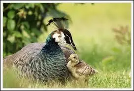 Quel est le bébé du paon ?