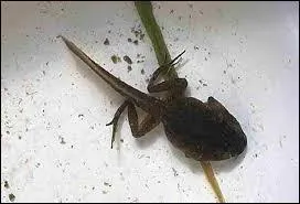 Quel est le bébé du crapaud ?