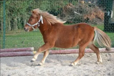 De quelle couleur est ce poney ?