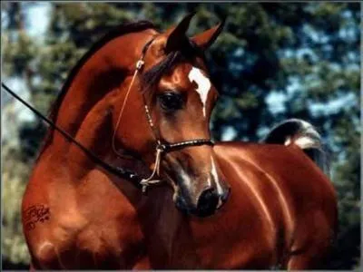 Quelle est la race de ce cheval ?