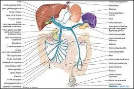 Quel organe du corps humain reçoit du sang de la veine porte ?