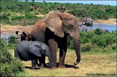 En quelle année la Côte d'Ivoire a-t-elle obtenu son indépendance ?