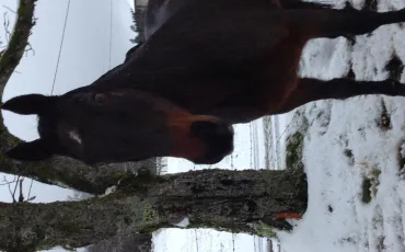 Quiz Galop 2