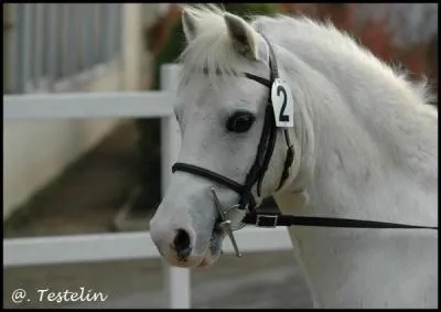Quelle est la race de ce poney ?