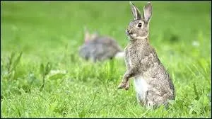 Que faut-il faire pour éviter un danger, à l'image des lapins ?
