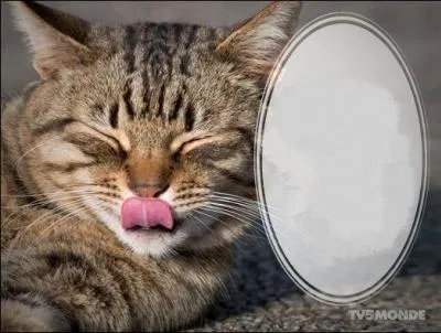 "On donne sa langue au chat" quand