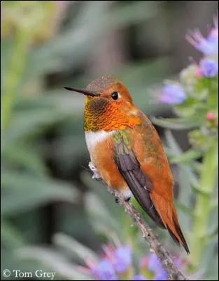 On trouve des colibris en Alaska !