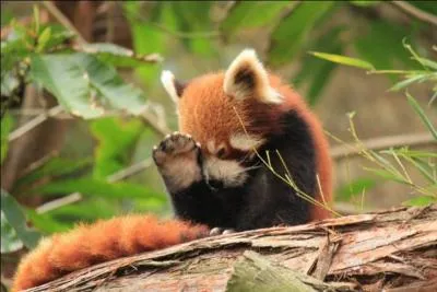C'est en Australie que l'on peut voir cet animal !