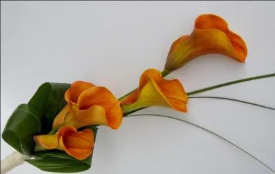 "L'accouchée" est une jolie fleur jaune printanière.