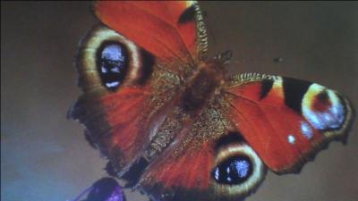 Pourquoi le papillon a-t-il souvent des taches sur les ailes ?