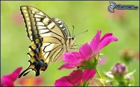 Que fait le papillon posé sur une fleur ?